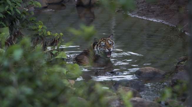 Harimau Sumatera (Panthera tigris sumatrae) bernama Leony tampak berendam di air di enklosur seluas 50x50 meter di Pusat Rehabilitasi Harimau Sumatera Dharmasraya (PR-HSD) di Dharmasraya, Sumatera Barat, Sabtu (29/7/2017). [Antara/Rosa Panggabean]