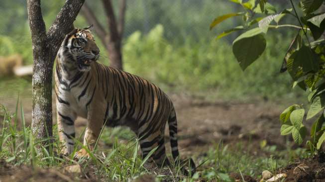 Pria Indragiri Hilir Tewas Mengenaskan Diterkam Harimau di Indragiri Hulu