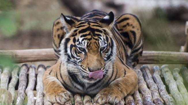 Harimau Sumatera (Panthera tigris sumatrae) bernama Leony tampak beristirahat di enklosur seluas 50x50 meter di Pusat Rehabilitasi Harimau Sumatera Dharmasraya (PR-HSD) di Dharmasraya, Sumatera Barat, Sabtu (29/7/2017). [Antara/Rosa Panggabean]