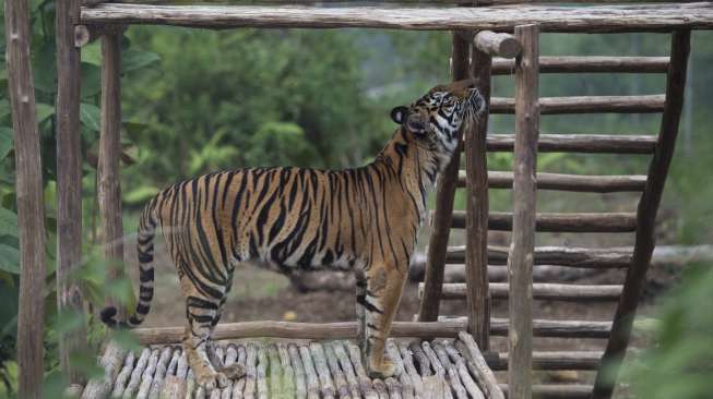 Terinfeksi Covid-19, Harimau dan Singa Juga Jatuh Sakit