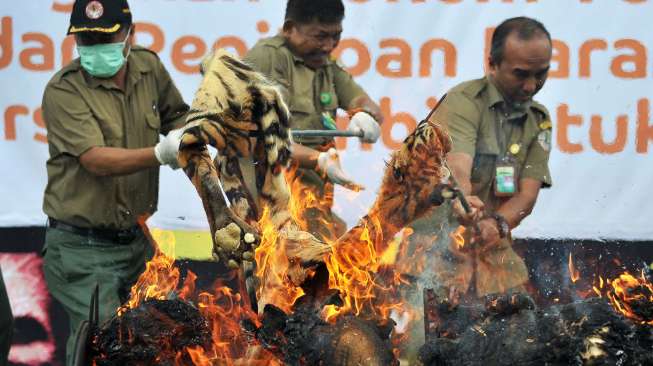 Merupakan hasil operasi penegakan hukum BKSDA Jambi.