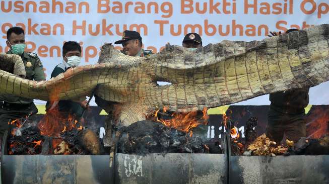 Petugas melakukan pemusnahan barang bukti satwa liar di kantor Balai Konservasi Sumber Daya Alam (BKSDA) Jambi, Telanaipura, Jambi, Minggu (30/7).