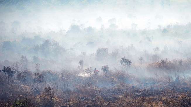 Berdasarkan pantauan sensor modis.