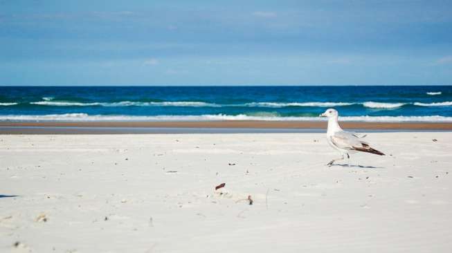 Pantai New Smyrna, Florida, Amerika Serikat. [Bright Side]