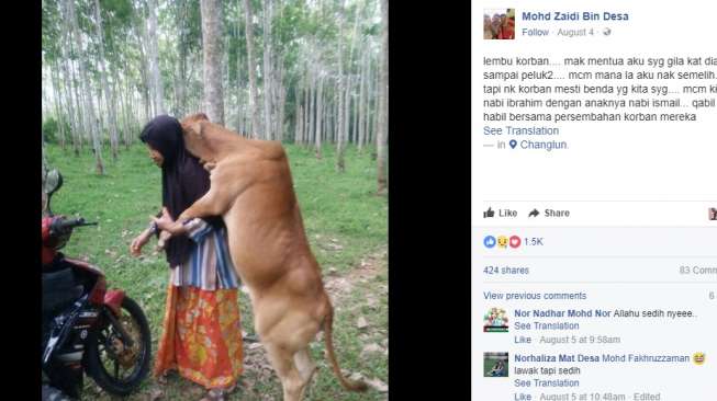 Potret Sapi dengan Majikannya Ini Bikin Terenyuh