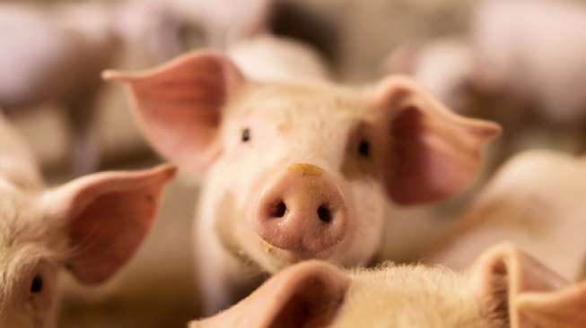 6 Warga Keracunan Usai Diduga Santap Daging Babi Sakit