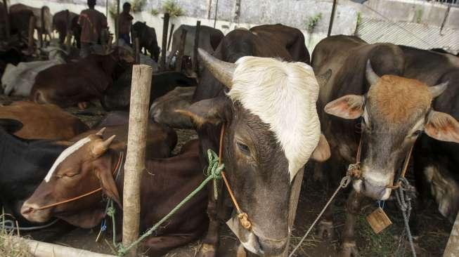 6.500 Sapi dari NTB Siap Masuk ke Jabodetabek untuk Idul Adha