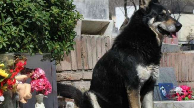 Terenyuh, Anjing Ini Jaga Makam Majikannya Selama 10 Tahun