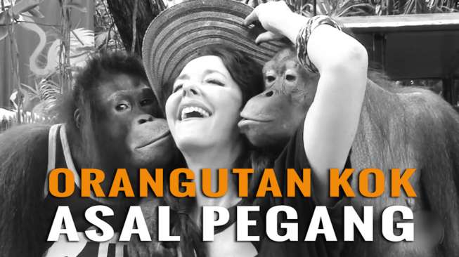 Kocak Tapi Memprihatinkan, Orangutan Lakukan Hal Tak Senonoh