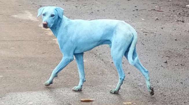 Misteri Anjing-anjing Biru di India