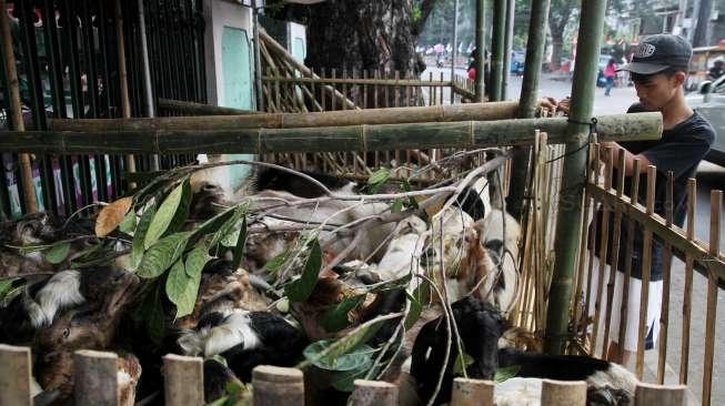 Pedagang hewan kurban di kawasan Cikini, Jakarta, Sabtu (26/8).