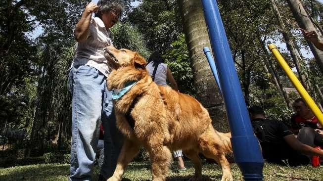 Studi : Punya Anjing Peliharaan Lebih Banyak Ruginya Bagi Para Lansia