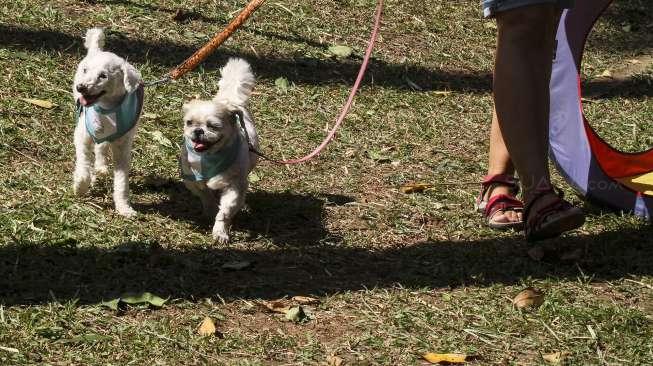 Bersahabat dengan anjing peliharaan (suara.com/Kurniawan Mas'ud)