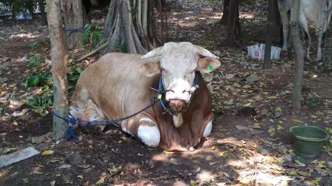 Penampakan Sapi Limosin Raksasa dari Hary Tanoe di Istiqlal