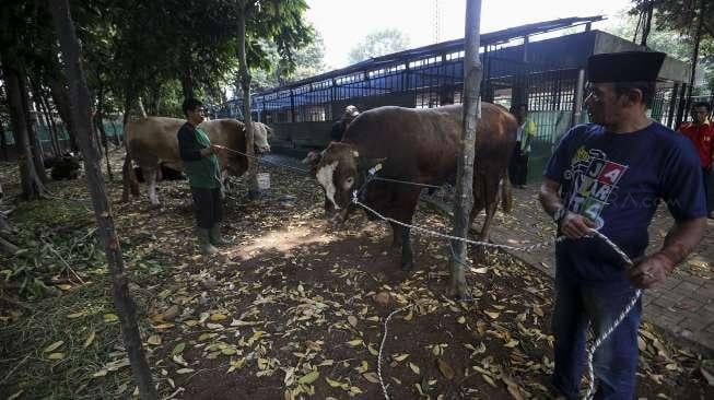 Petugas memberi makan sapi kurban di masjid Istiqlal Jakarta, Kamis (31/8).