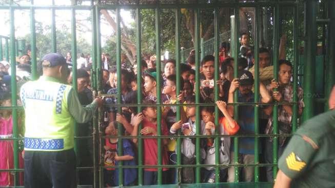 Berukuran Raksasa, Warga Ramai-Ramai Lihat Sapi Jokowi 