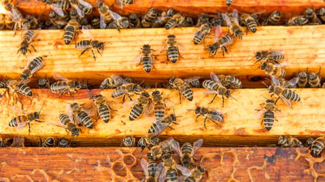 Berharap Dapat Madu, Nyawa Adi Melayang Disengat Kawanan Tawon