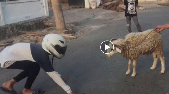 Edan! Orang Ini Tantang Kambing Kurban Adu Kepala