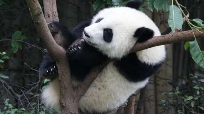  Panda  Tertua di Dunia Berulang Tahun Ke 35 Bagian 1