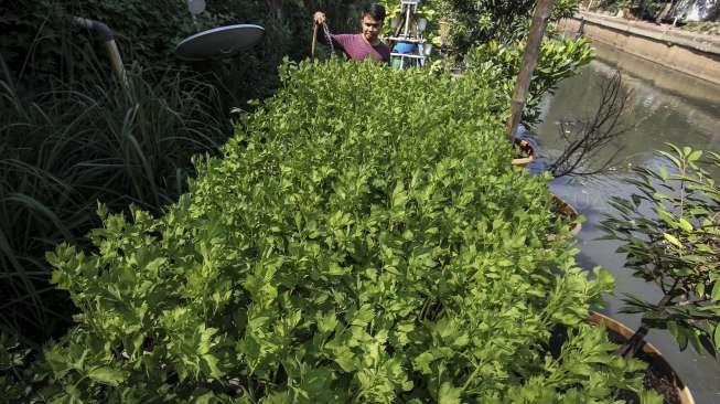 Menargetkan terdapat 16 lokasi urban farming. 