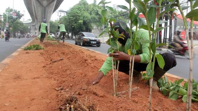 Petugas Suku Dinas Kehutanan menanam pohon pacin pentul (kostus) di bawah flyover sepanjang Jalan Kapten Tandean, Jakarta, Selasa (26/9).