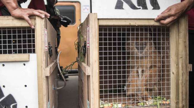 Lutung Jawa sebelum dipindahkan di stasiun kereta, Bandung, Jawa Barat, Selasa (10/10).
