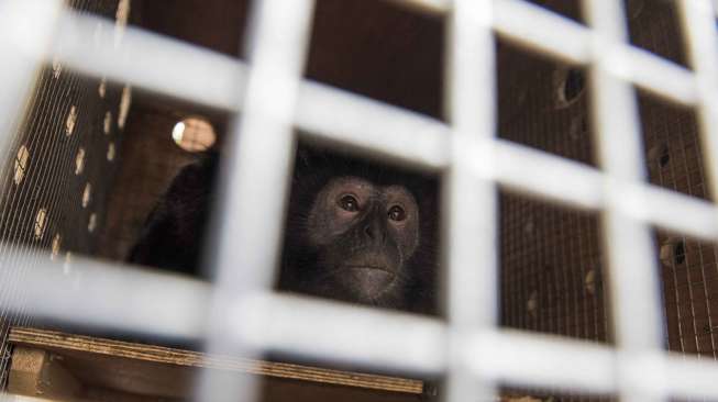 Pelaku Pembantai Lutung Jawa Tinggalkan Jejak, Petugas: Ini Enggak Wajar