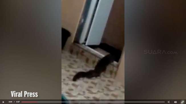 Ngeri, Hewan Menjijikkan Merangkak Keluar dari Toilet