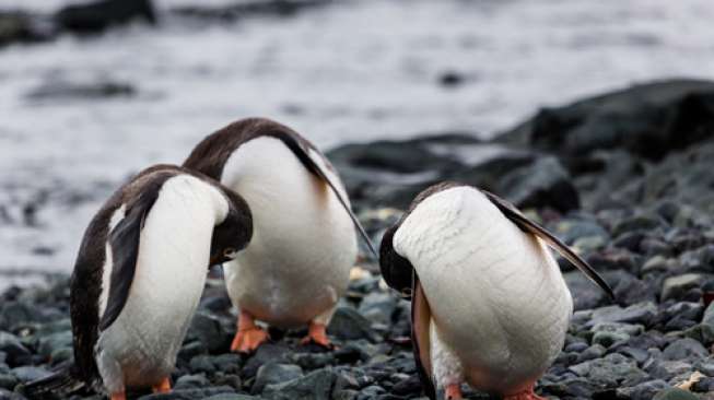 Tak Disengaja, Emperor Penguin Ini Ambil Foto Selfie