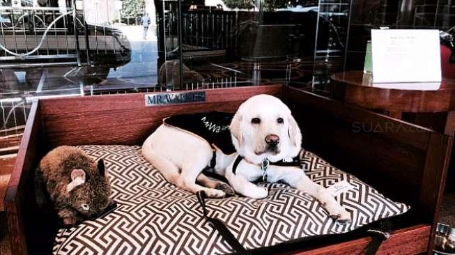 Hotel Ini Pekerjakan Anjing