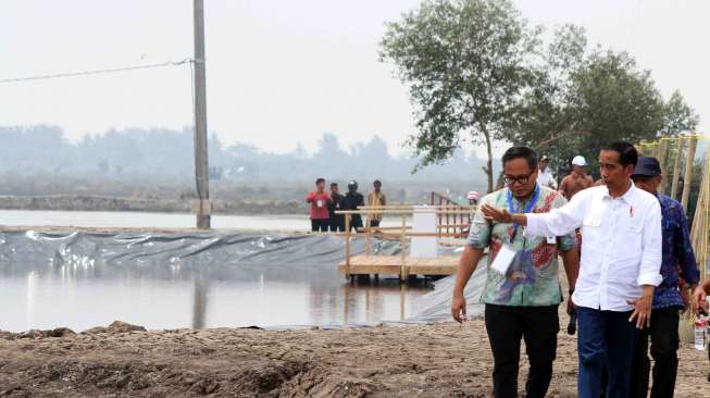 Presiden Joko Widodo meninjau lahan tambak DAN penyerahan izin pemanfaatan lahan tambak Perhutanan Sosial di Desa Pantai Bakti, Muara Gembong, Kabupaten Bekasi, Jawa Barat, Rabu (1/11).