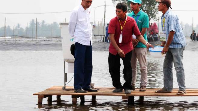 Presiden Joko Widodo meninjau lahan tambak DAN penyerahan izin pemanfaatan lahan tambak Perhutanan Sosial di Desa Pantai Bakti, Muara Gembong, Kabupaten Bekasi, Jawa Barat, Rabu (1/11).