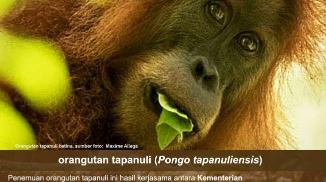 Jadi Spesies Baru, Orangutan Tapanuli Jadi Trending Topic