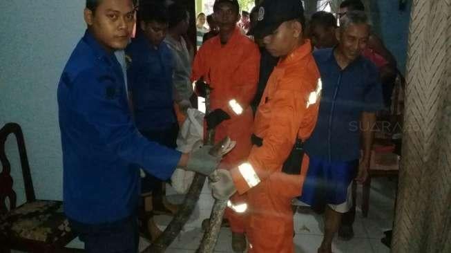 Geger, Ular Sanca 2,5 Meter Masuk Rumah Warga Duren Sawit