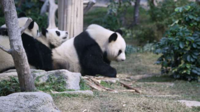 Keluarga Panda di Macau Giant Panda Pavilion (Suara.com/Angelina Donna)