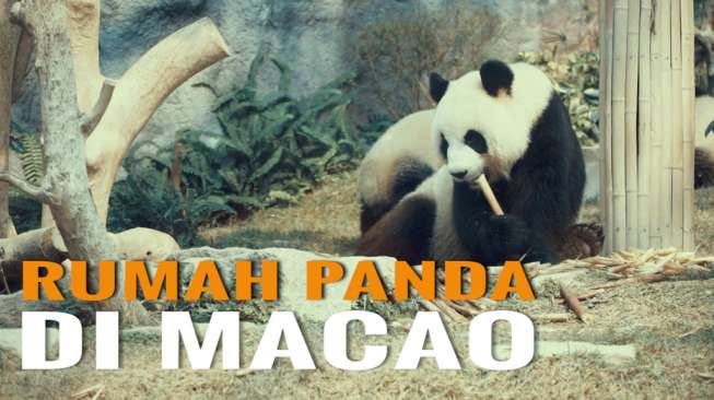 Yuk, Menengok Panda Menggemaskan di Macao!