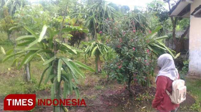 Petik Sendiri Buah Naga di Agrowisata Kebun Buah Naga Jember