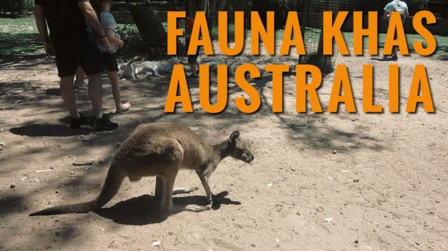 Serunya Wisata Sehari Bersama Fauna Khas Australia!