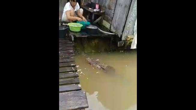 Viral! Seorang Ibu Lagi Nyuci 'Ditemani' Buaya