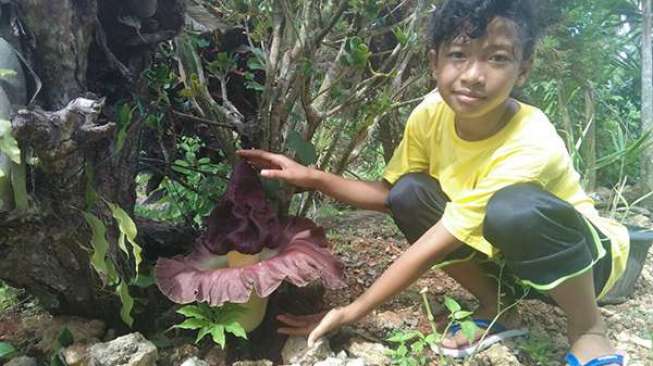 Bunga Berbau Mayat Depan Rumah Hebohkan Warga Daerah Ini