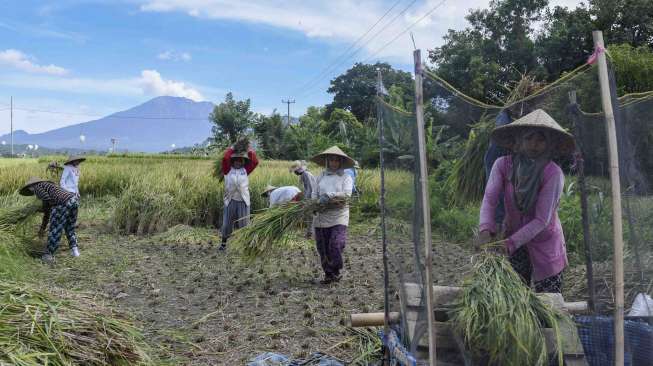 Petani menggarap lahan pascapanen di kawasan sekitar Gunung Agung di Sidemen, Karangasem, Bali, Sabtu (9/12).