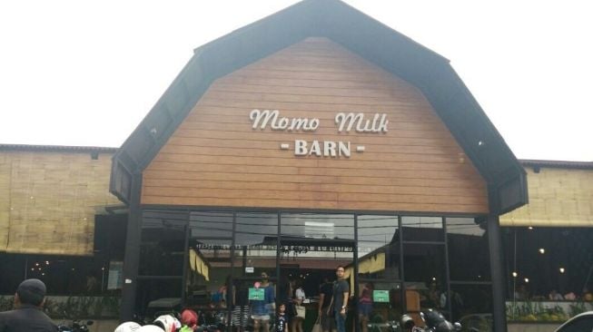 Momo Milk Barn, kafe yang mengusung konsep semi terbuka layaknya berada di peternakan sapi. (Suara.com/Fisrta Nodia)