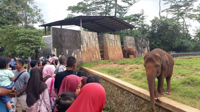 Libur Natal dan Tahun Baru ke Ragunan, Siap-siap Berdesakan