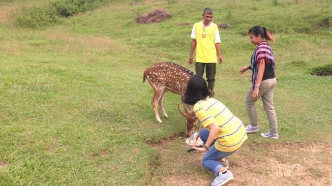 Serunya Liburan Di Wisata Alam Penangkaran Rusa Cariu