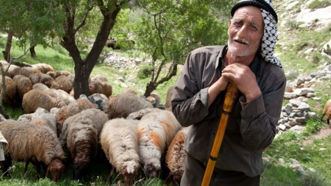 Seorang pengembala tua di wilayah Tepi Barat, Palestina. [Shutterstock]