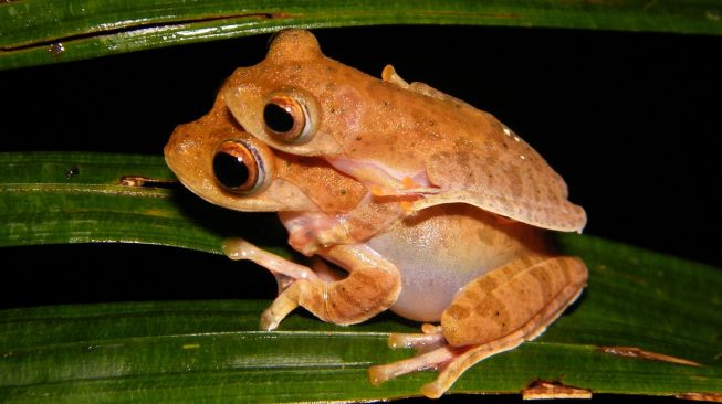 Rhacophorus Indonesiensis. (dok Amir Hamidy)