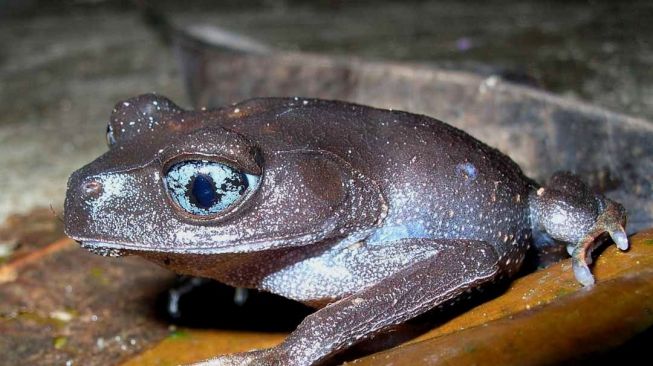 Leptobrachium Waysepuntiense. (dok Amir Hamidy)