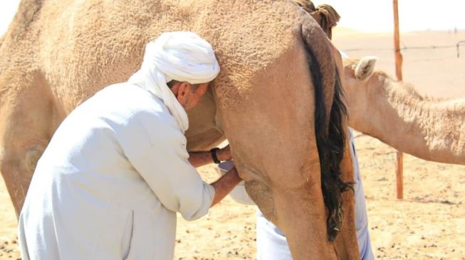 Unik, Dubai Akan Buat Susu Unta untuk Bayi