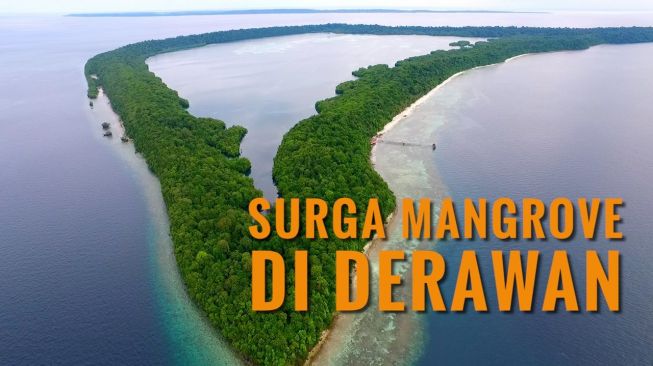 Instagramable, Ekowisata Mangrove di Derawan