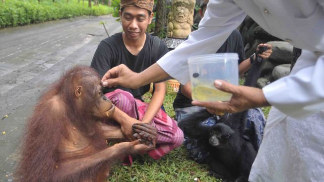 Hari Tumpek Kandang atau hari suci khusus untuk binatang peliharaan di Bali Zoo, Gianyar, Sabtu (21/1). 